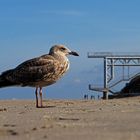 seagull