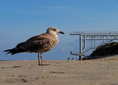 seagull