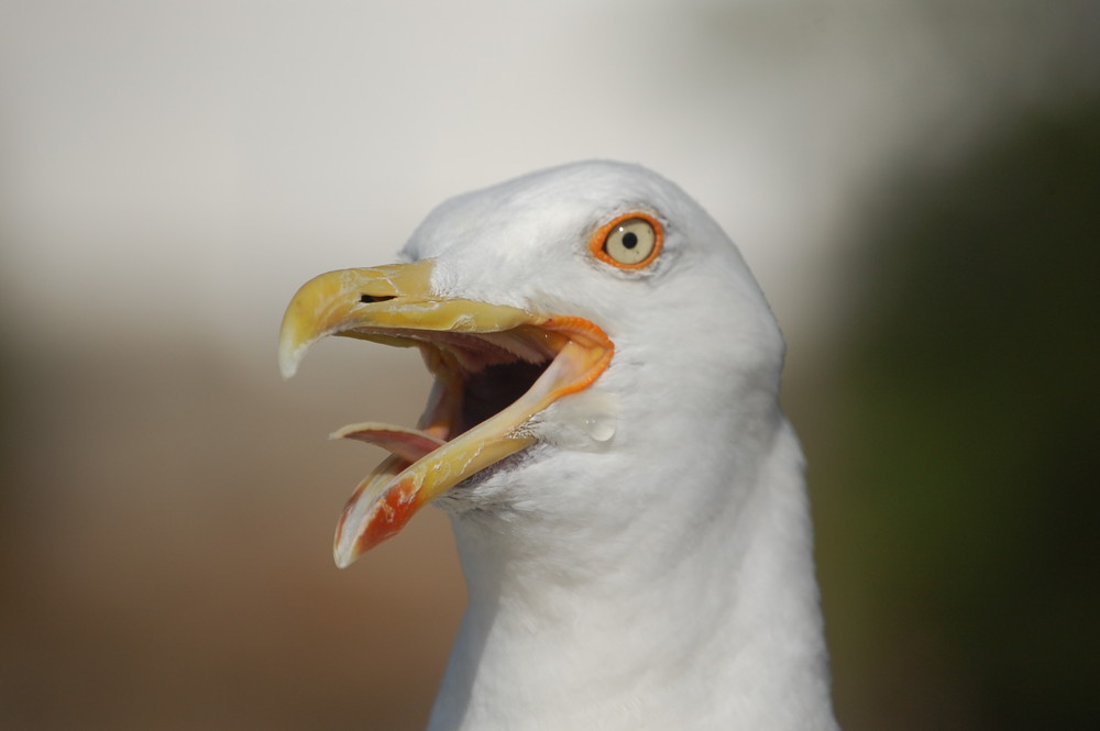 Seagull