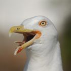 Seagull