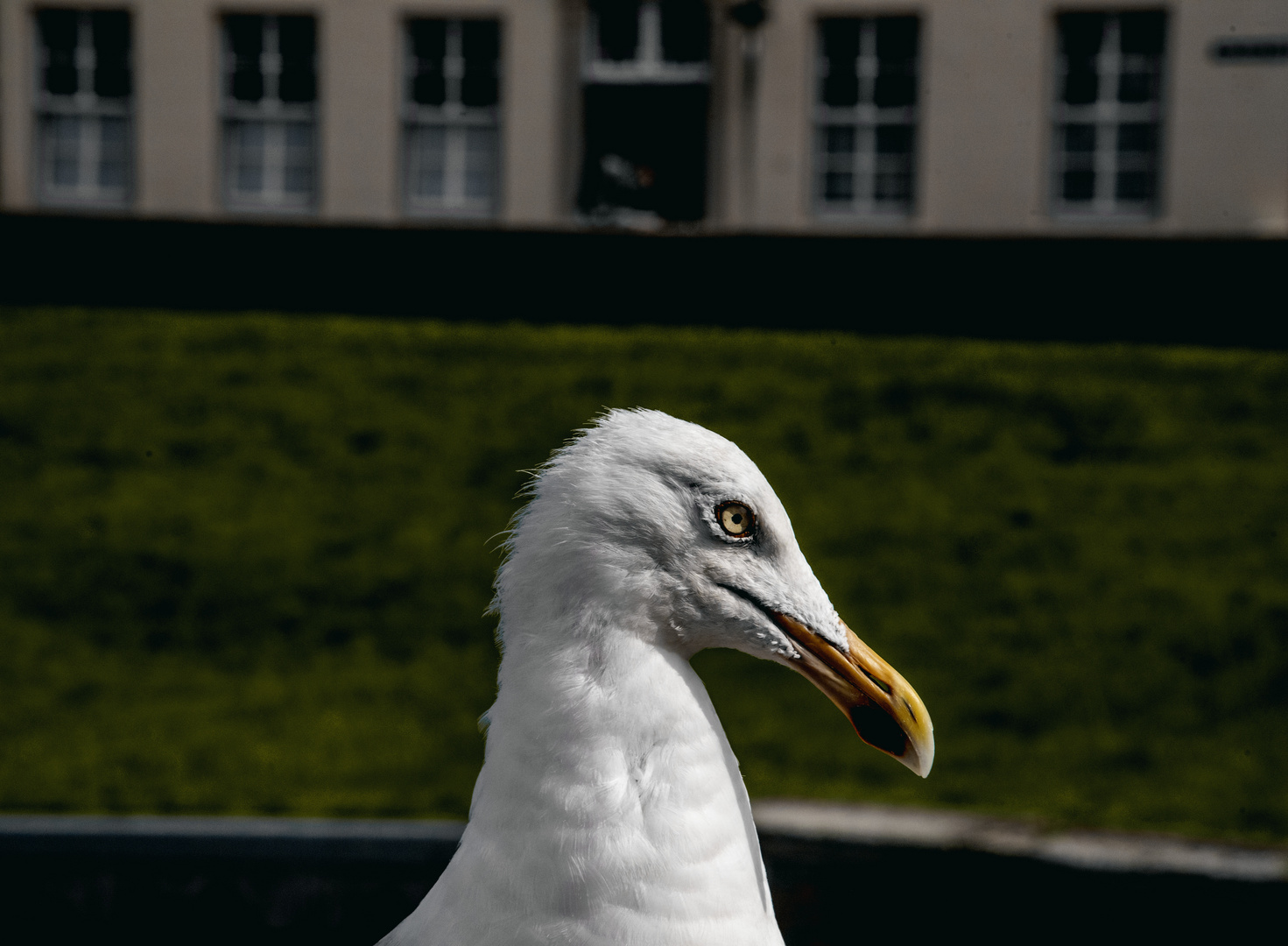 Seagull 