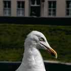 Seagull 