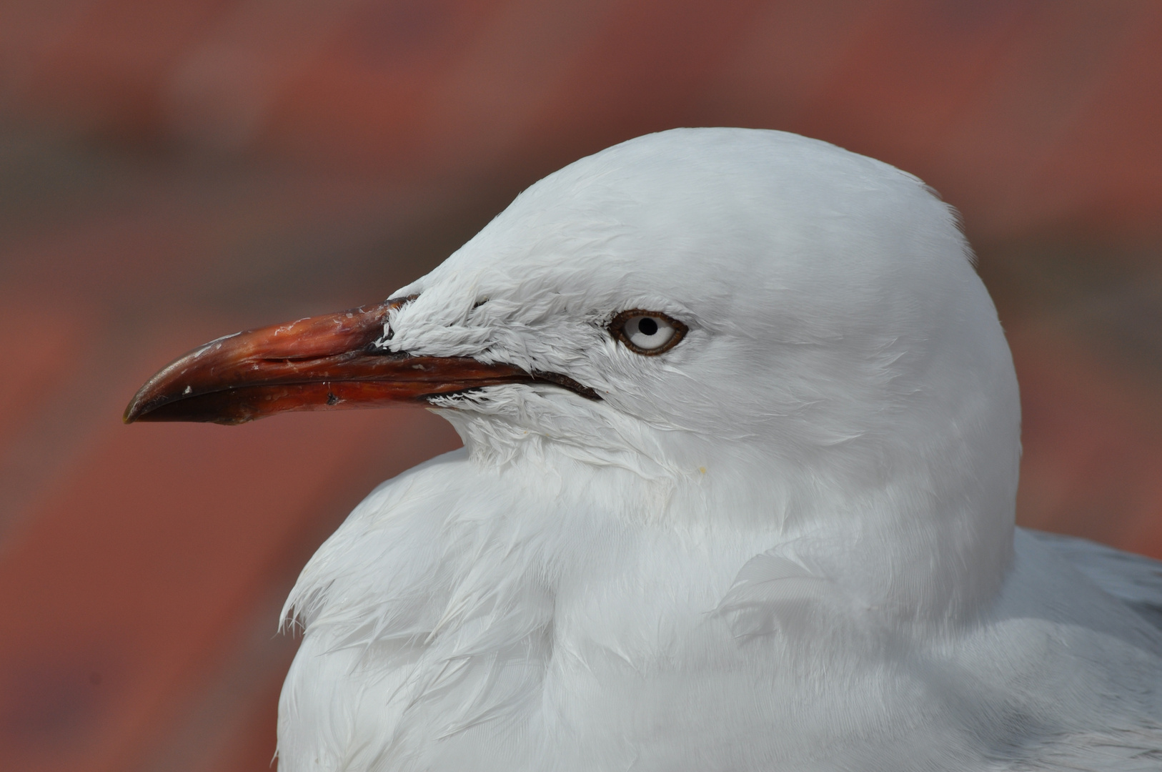 Seagull