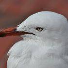 Seagull