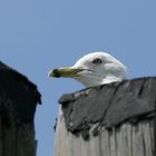 Seagull