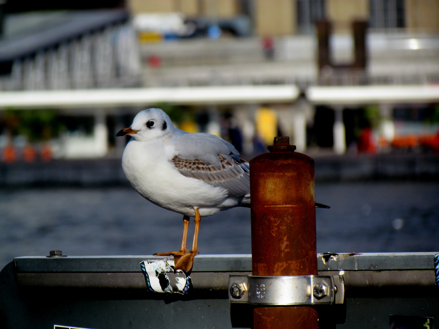 seagull