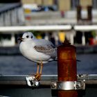 seagull