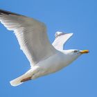 seagull