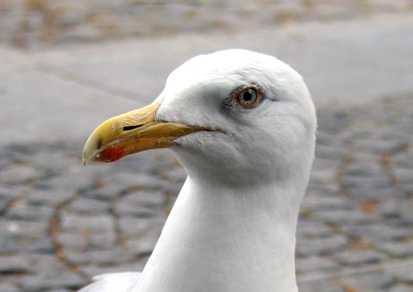 Seagull