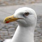 Seagull