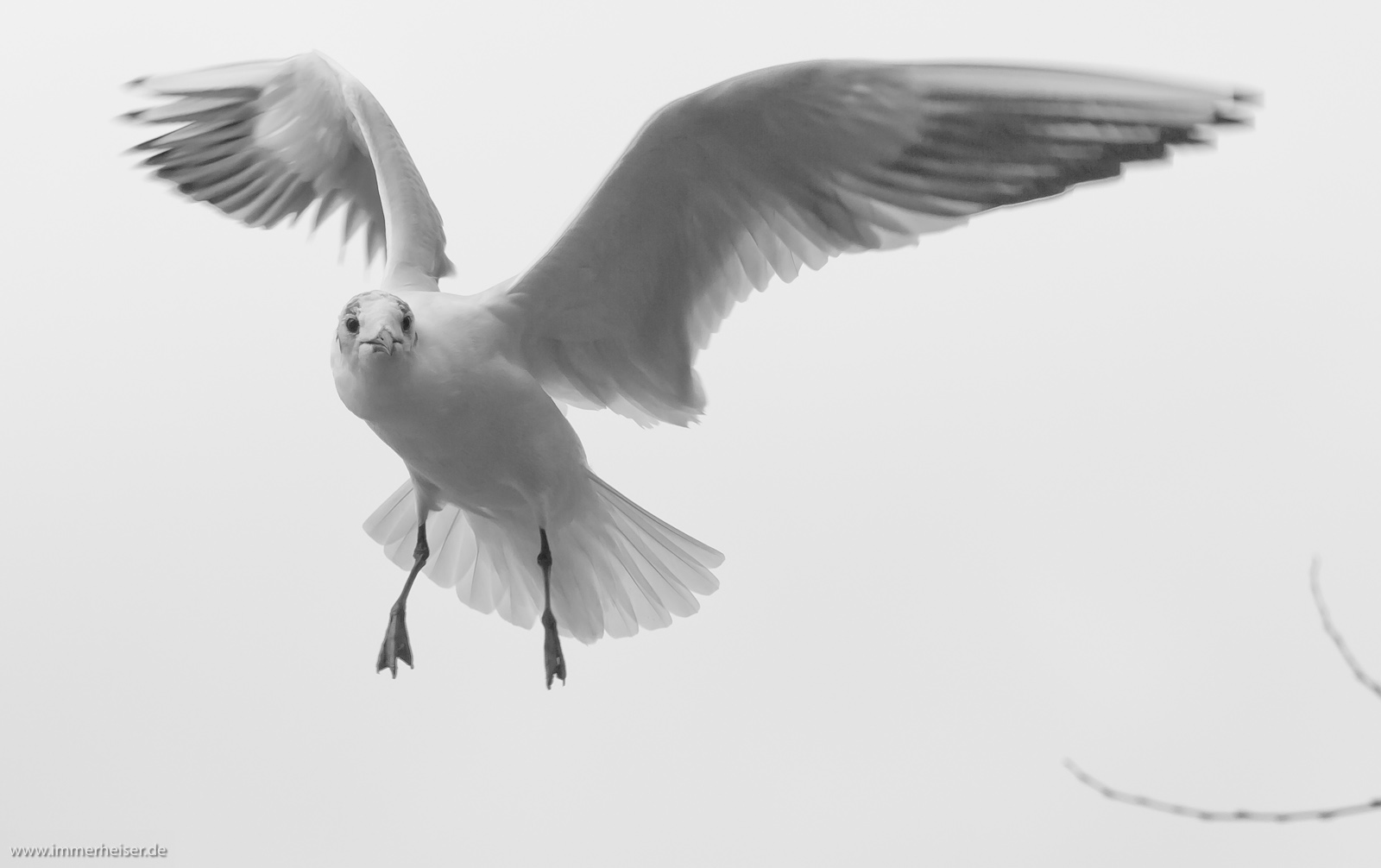 seagull