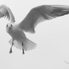 seagull