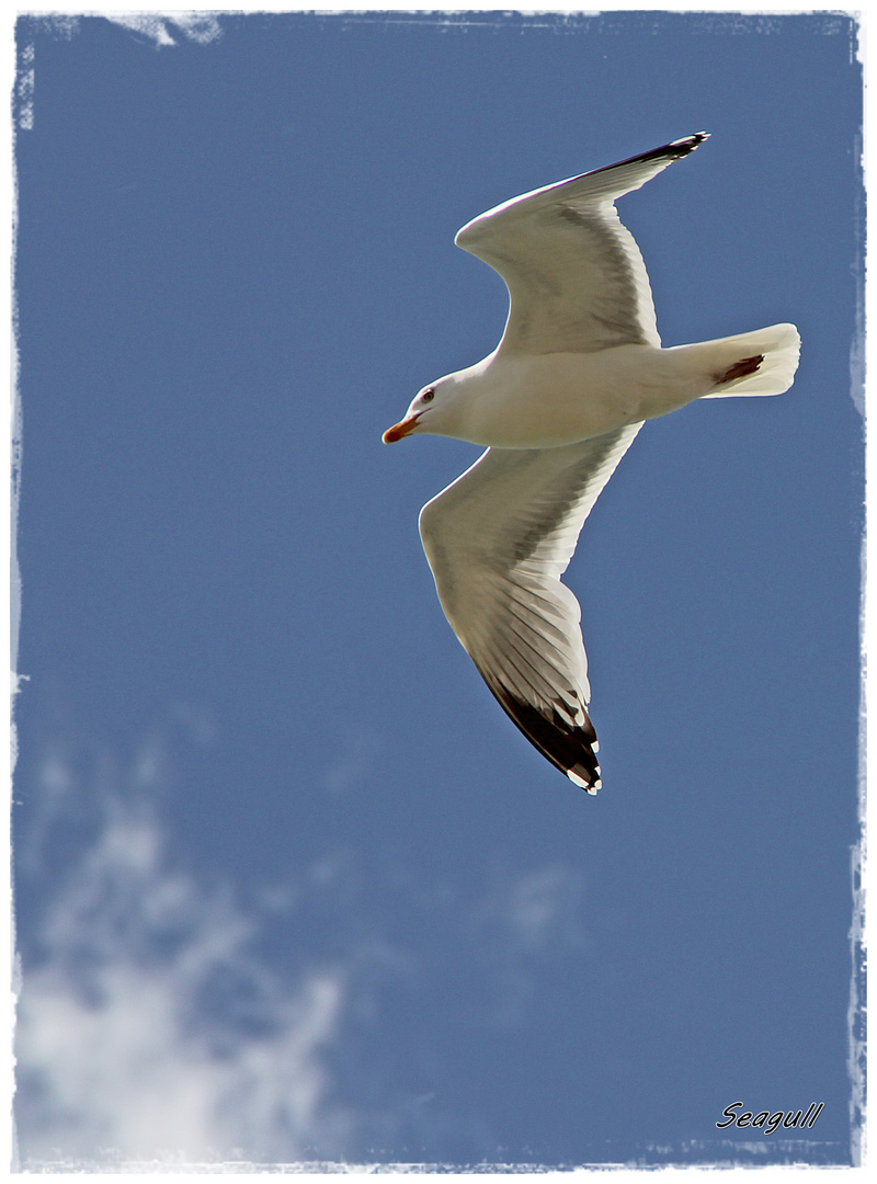 Seagull