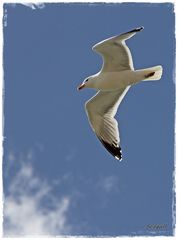 Seagull