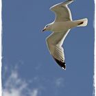 Seagull