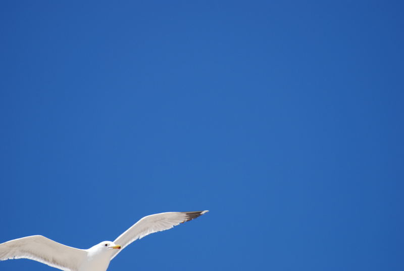 Seagull