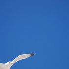 Seagull