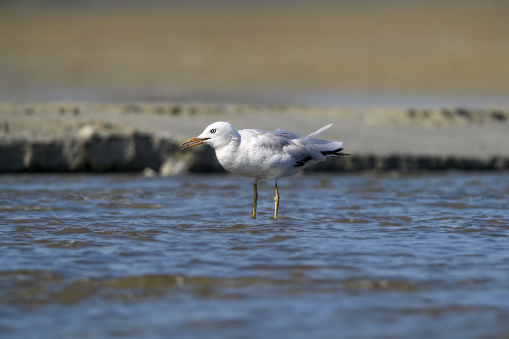 Seagull