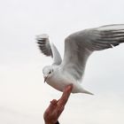 seagull