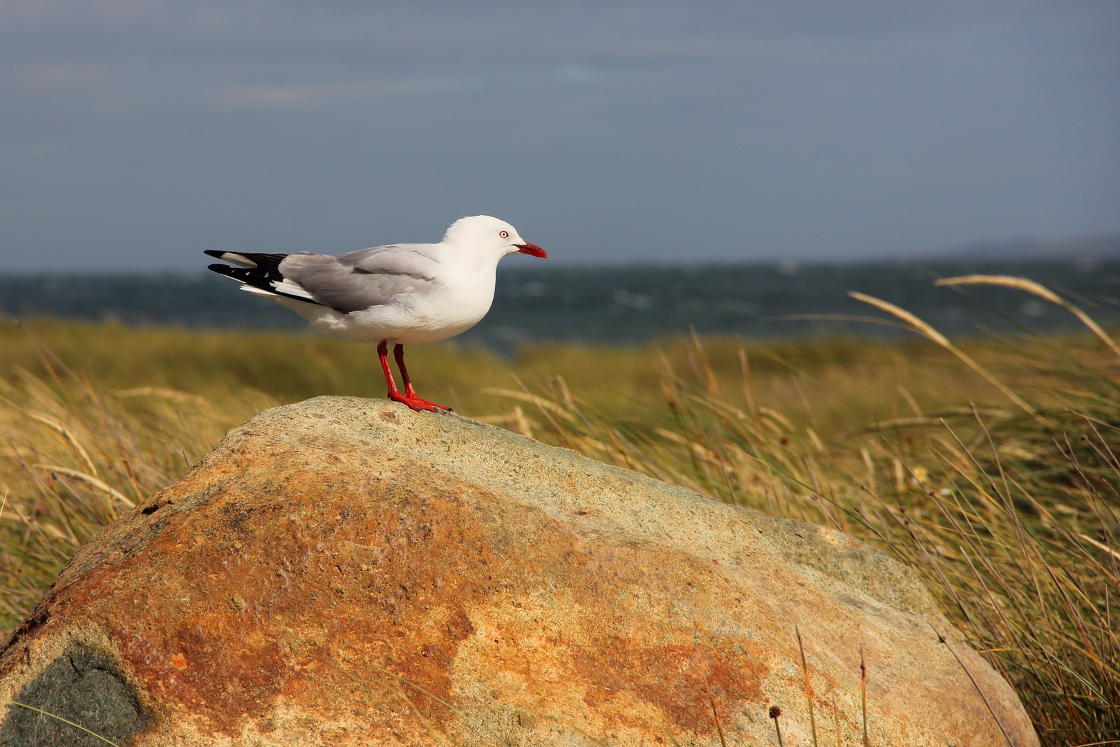 Seagull