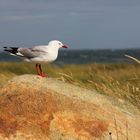 Seagull