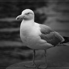 Seagull