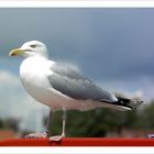 + Seagull +