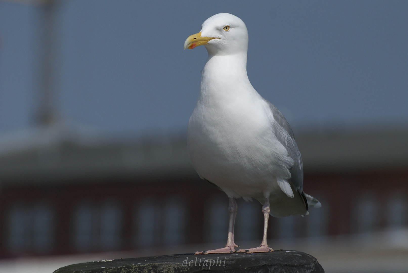 Seagull