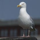 Seagull