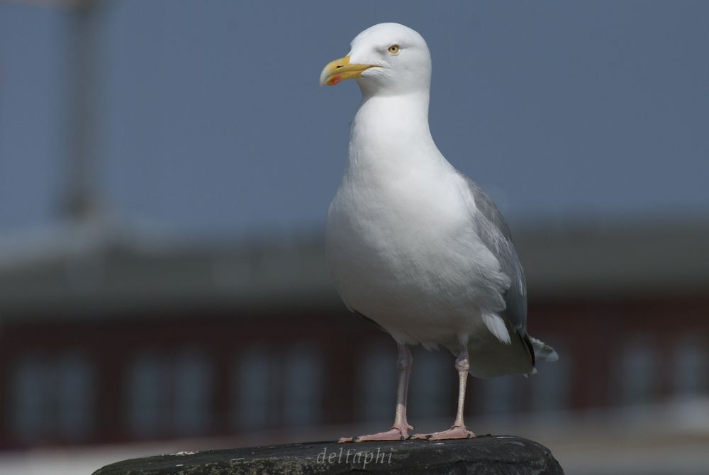 Seagull