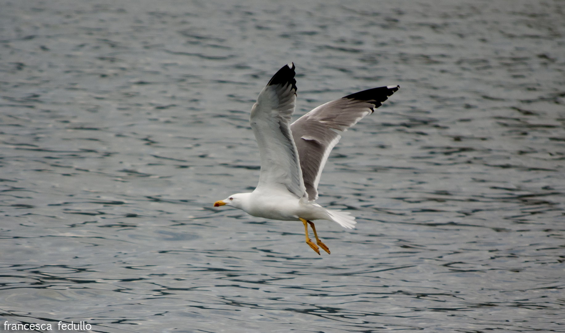 seagull