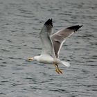 seagull