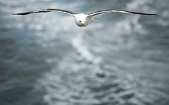 SeaGull