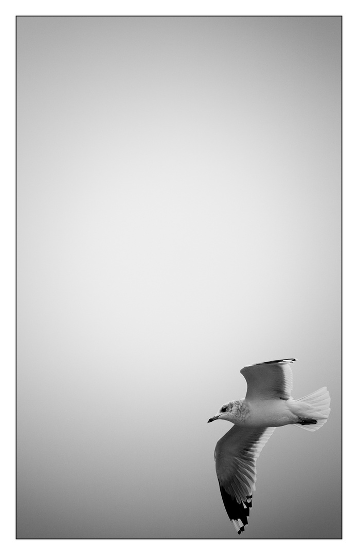 - seagull -