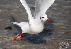 Seagull