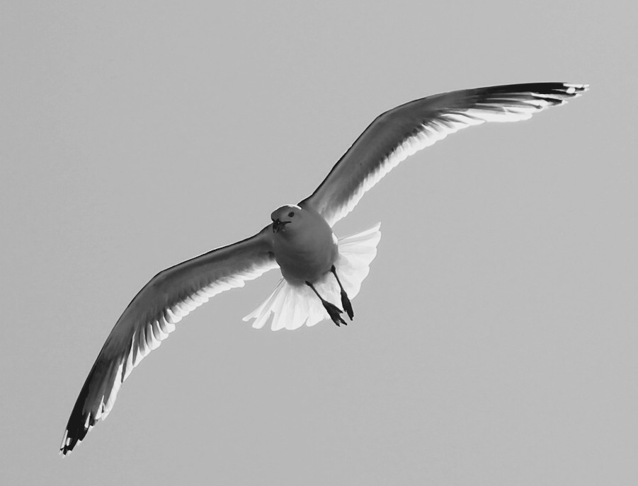 Seagull