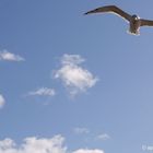 seagull