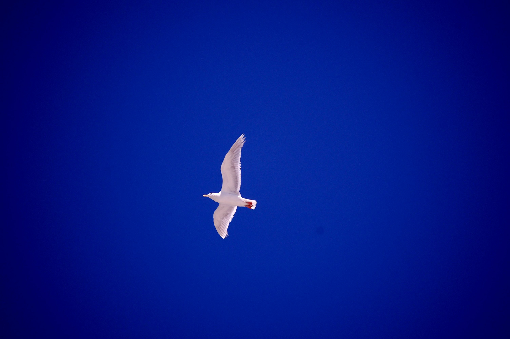 Seagull