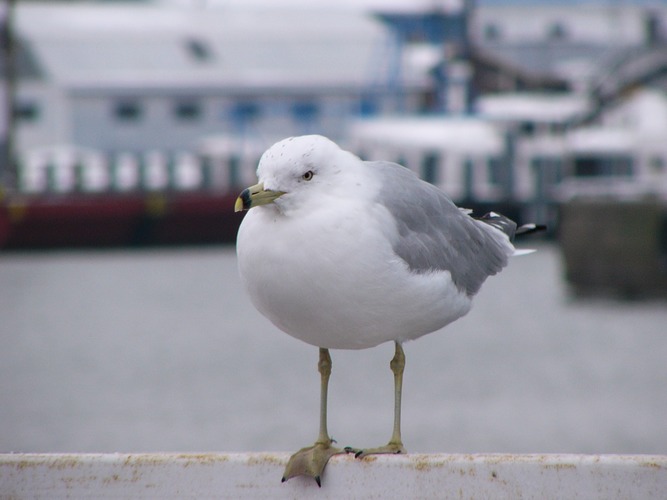 seagull