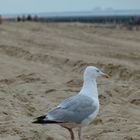 Seagull