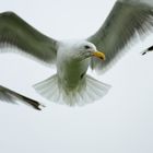 seagull