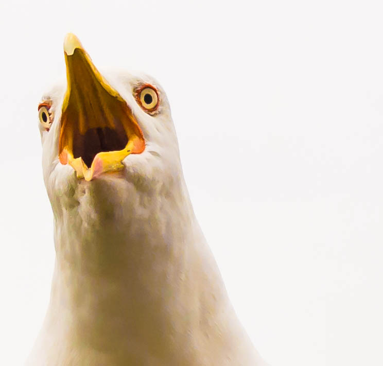 Seagull