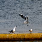 Seagull action