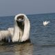 Seagull and the wig