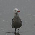 Seagull at dawn