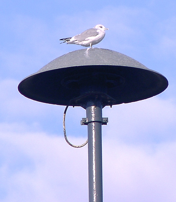 Seagull at fire alarm