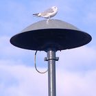Seagull at fire alarm