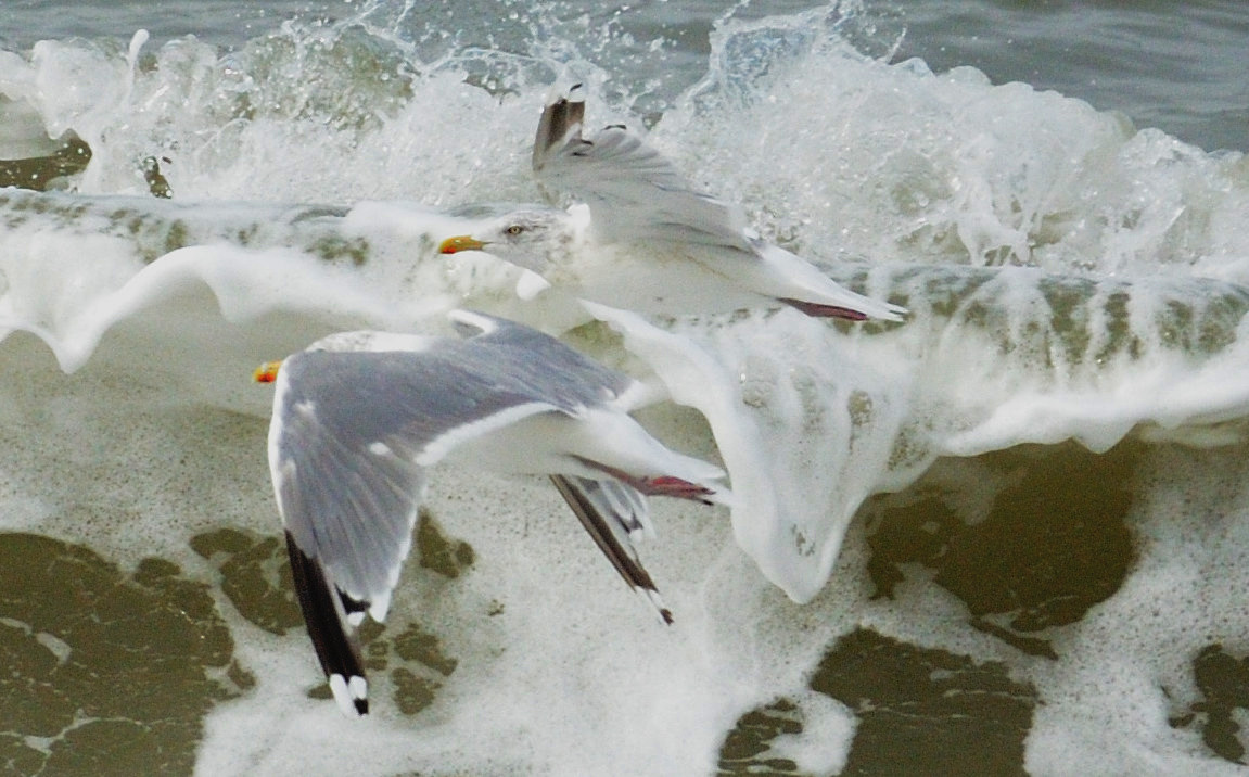 Seagull at Grenen/Skagen