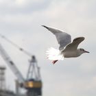 Seagull at Hamburg harbor
