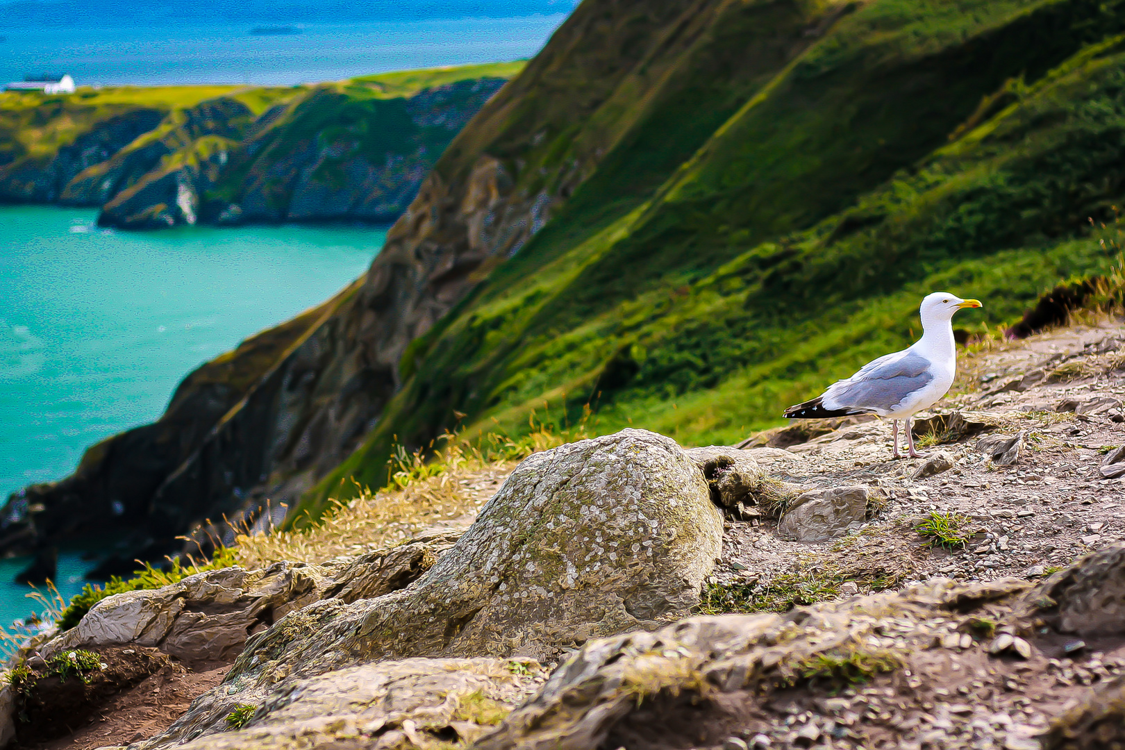 Seagull at Howth